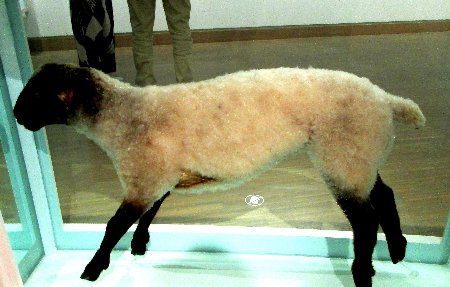 03 hirst schaf i xxmg 9093~1