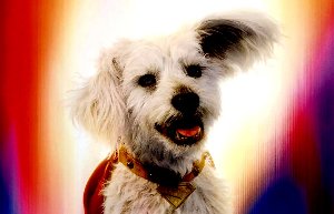superman hund g vvunn superman 1~1