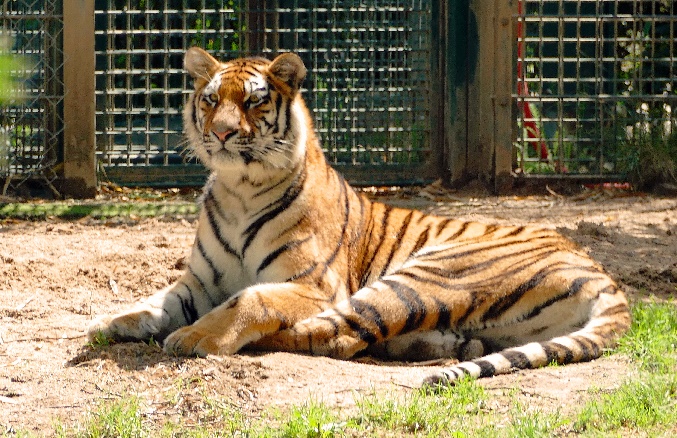 zoo 9 tiger foto andrea matzker p5770229 ab fin