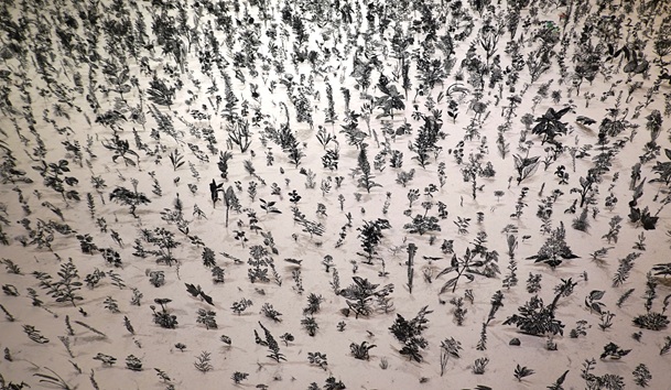 roma flowers 10 blackfield in schwarz von zadok ben david foto von andrea matzker dsc08502