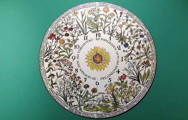 roma flowers 8 blumenuhr von ursula schleicher benz foto von andrea matzker dsc08464