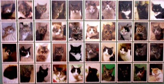 animalia katzenwand c cc img 5978~1